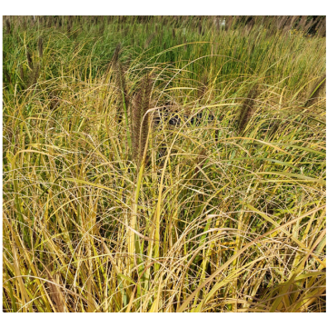 Pennisetum alopecuroïdes Lepage Gold - Chinese Fountain Grass