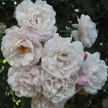 Rosa  Blush Noisette - Climbing Rose