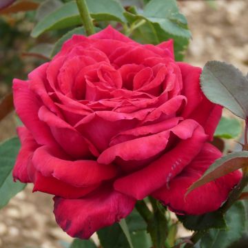 Rosa Reine des Parfums