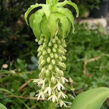 Eucomis bicolor Alba - Variegated pineapple lily