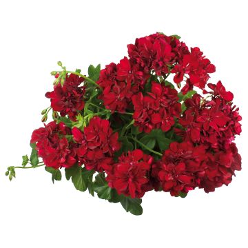 Pelargonium Double Royal Brillant Red - Ivy Geranium