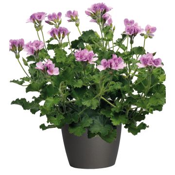 Pelargonium citriodorum