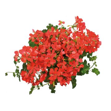 Pelargonium Royal Single Orange - Ivy Geranium