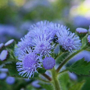 Ageratum houstonianium Packstar Blue - Bluemink