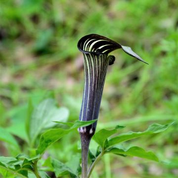 Arisaema costatum