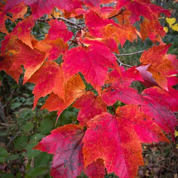 Acer rubrum Fairview Flame - Erable rouge