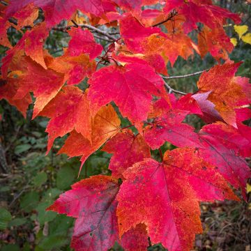 Acer rubrum Sun Valley - Maple