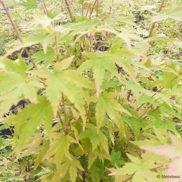 Acer palmatum Red Wood - Japanese maple