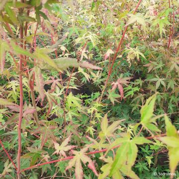 Acer palmatum Ueno Yama - Japanese maple