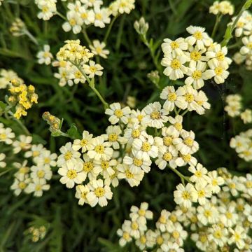 Achillea King Edward