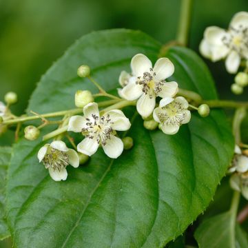 Actinidia arguta Romeo