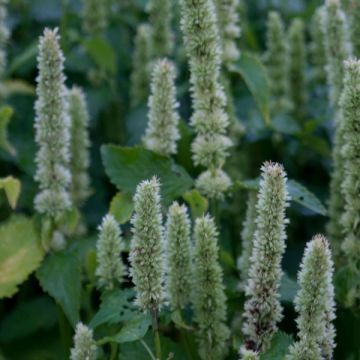 Agastache rugosa Alabaster