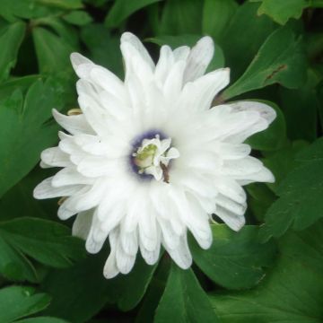 Anemone nemorosa Blue Eyes