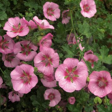 Anisodontea capensis 'El Rayo'