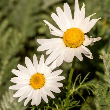 Arctanthemum arcticum - Arctic Daisy