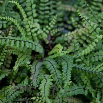 Asplenium trichomanes