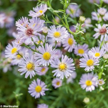 Aster ericoïdes Esther