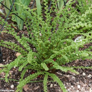 Athyrium filix-femina Frizelliae - Lady Fern