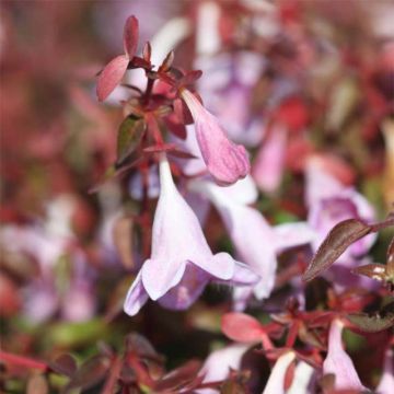 Abelia grandiflora PINKY BELLS