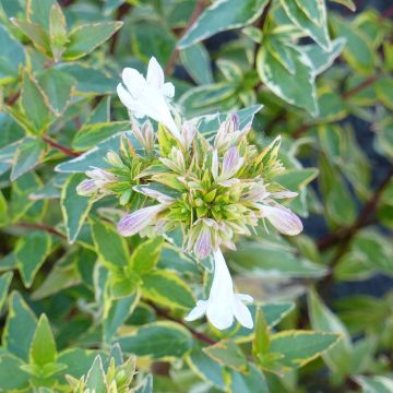 Abelia (x) grandiflora Happy Daydream 