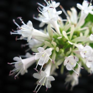 Abelia chinensis White Surprise