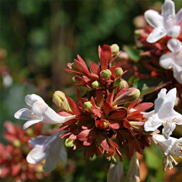 Abelia x grandiflora Prostrata