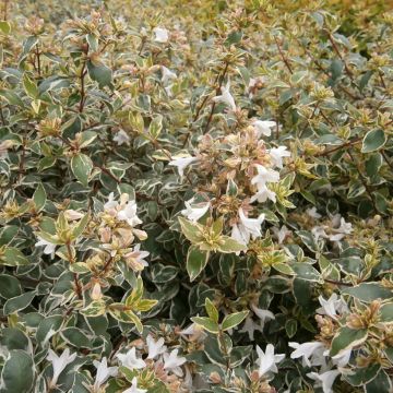 Abelia (x) grandiflora Steredenn 'Levabes'