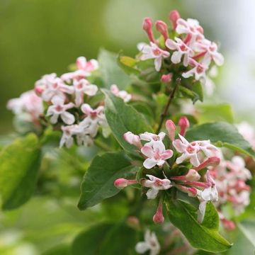 Abelia mosanensis Sweet Emotion