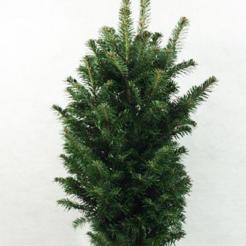 Abies alba Pyramidalis - Dwarf White Fir