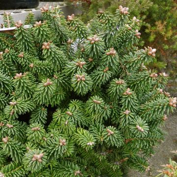 Abies balsamea Piccolo