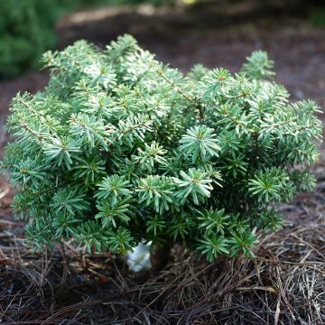 Abies koreana Cis - Korean Fir