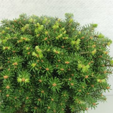 Abies koreana Nadelkissen - Korean Fir