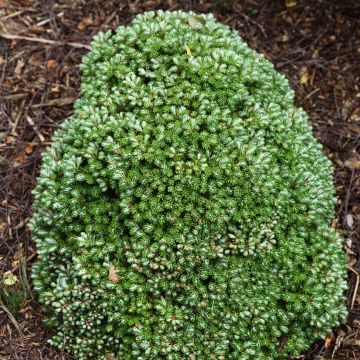 Abies koreana Silberkugel - Sapin de Corée Silberkugel