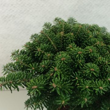 Abies koreana Tundra - Korean Fir