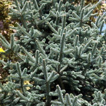 Abies lasiocarpa  'Argentea' - Sapin des Rocheuses, Sapin de Lobb, Sapin subalpin, Sapin blanc d'Amérique