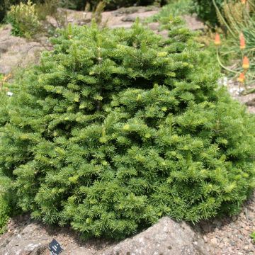 Abies lasiocarpa  'Green Globe' - Sapin des Rocheuses, Sapin de Lobb, Sapin subalpin, Sapin blanc d'Amérique