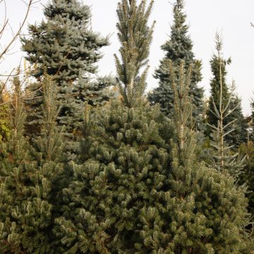 Abies nordmanniana Kolumnowa - Sapin de Nordmann Kolumnowa, Sapin du Caucase, Sapin de Crimée