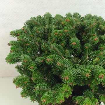 Abies nordmanniana subsp. nordmanniana Münsterland - Fir