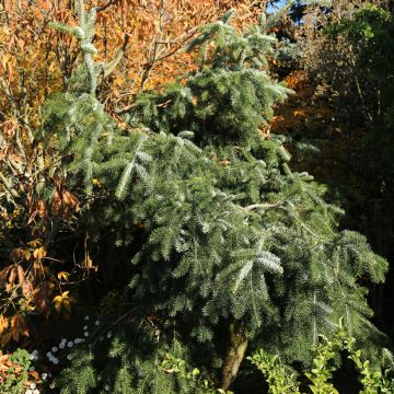 Abies nordmanniana Pendula - Sapin de Nordmann Pendula, Sapin du Caucase, Sapin de Crimée