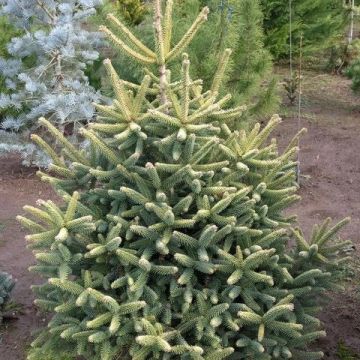 Abies nordmanniana subsp. nordmanniana Aurea - Fir