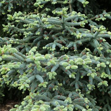 Abies pinsapo Glauca - Glaucous Spanish fir - Spanish fir 'Glauca'