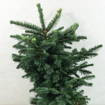 Abies procera Bizzarro - Fir