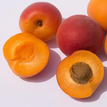 Prunus armeniaca Bergeval - Bergeval Apricot Tree