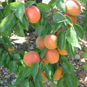 Prunus armeniaca Flavor Cot - Apricot Tree
