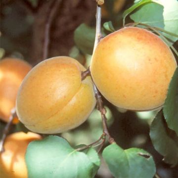 Prunus armeniaca Luizet - Apricot Tree