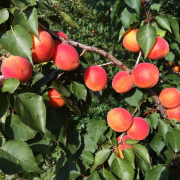 Prunus armeniaca Orange Summer - Apricot Tree