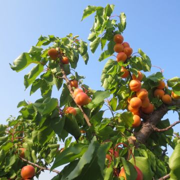 Prunus armeniaca Petit Muscat - Apricot Tree