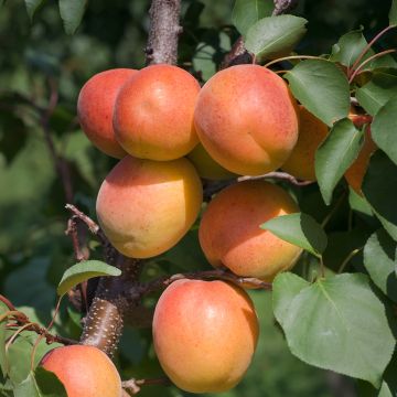 Prunus armeniaca Harcot - Apricot Tree