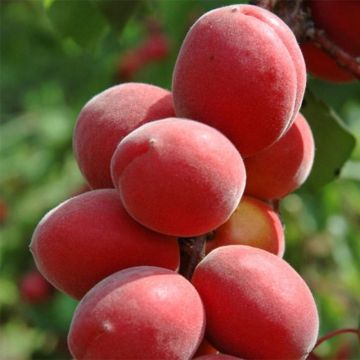 Prunus armeniaca Sunrosso - Apricot Tree