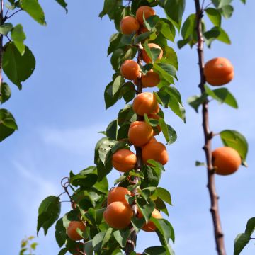 Prunus armeniaca Rustique Des Pyrénées - Apricot Tree